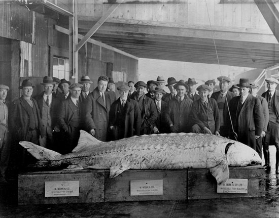Large sturgeon being displayed at Monk's Fisheries - New Westminster  Archives Results Page